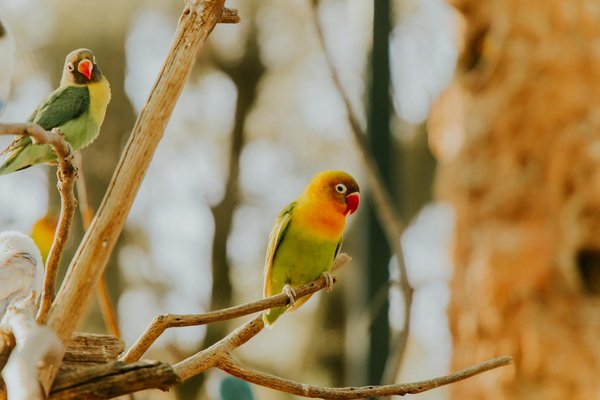 Quelle est la durée de vie moyenne d'un chat de race Chartreux et comment la prolonger ?