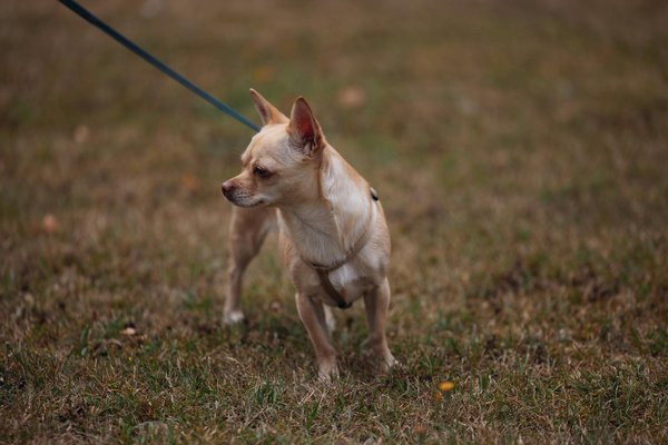 Quelles plantes éviter dans un terrarium pour un caméléon malgache pour prévenir l'ingestion toxique?