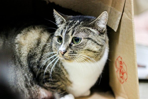 Achat de matériel d'apiculture : équipez-vous comme un pro !