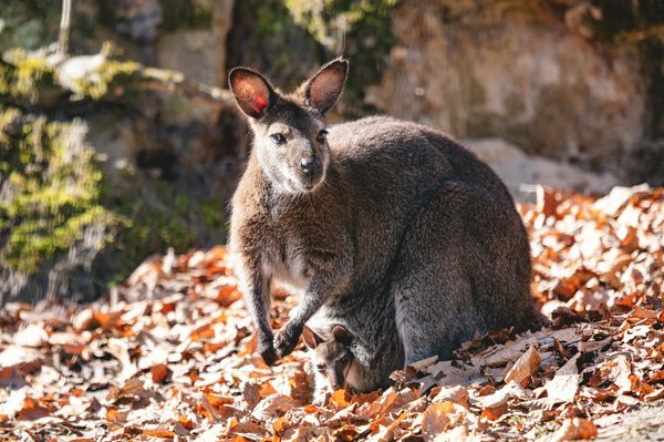 Comment diagnostiquer une allergie alimentaire chez un wallaby de Bennett domestique?