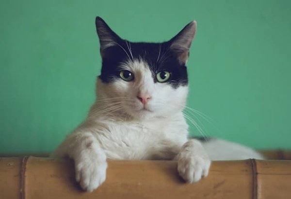 Quels sont les jeux d'intelligence les plus adaptés à un chat de race Siamois ?