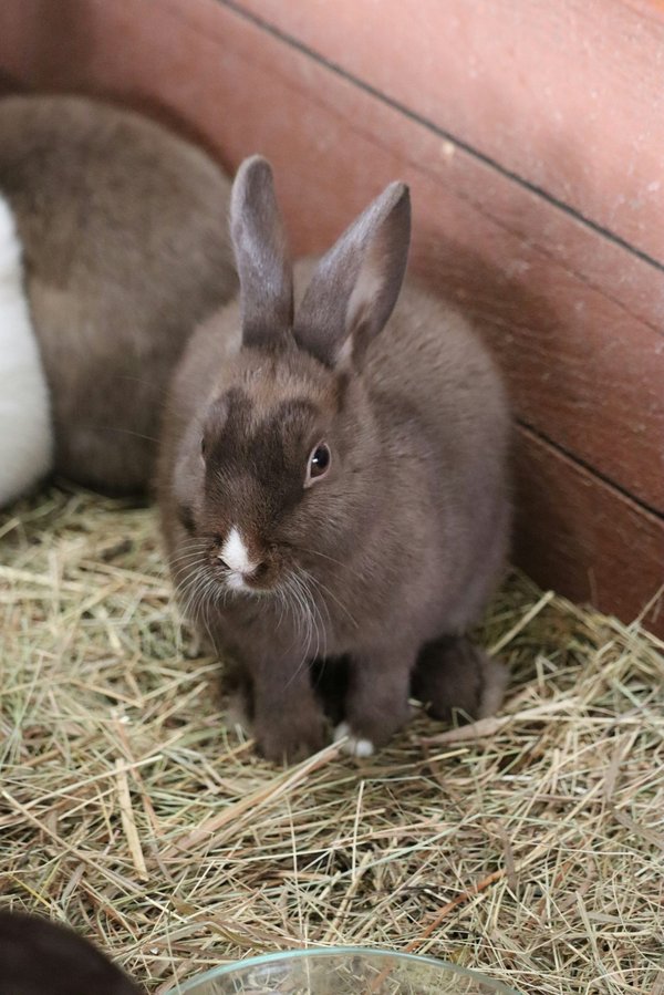 Foin de crau lapin : l'aliment idéal pour la santé de vos rongeurs