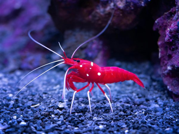 Nourriture et matériel indispensables pour vos crevettes d'aquarium